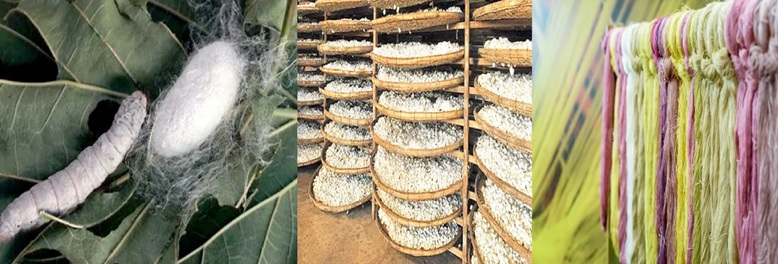 Sericulture